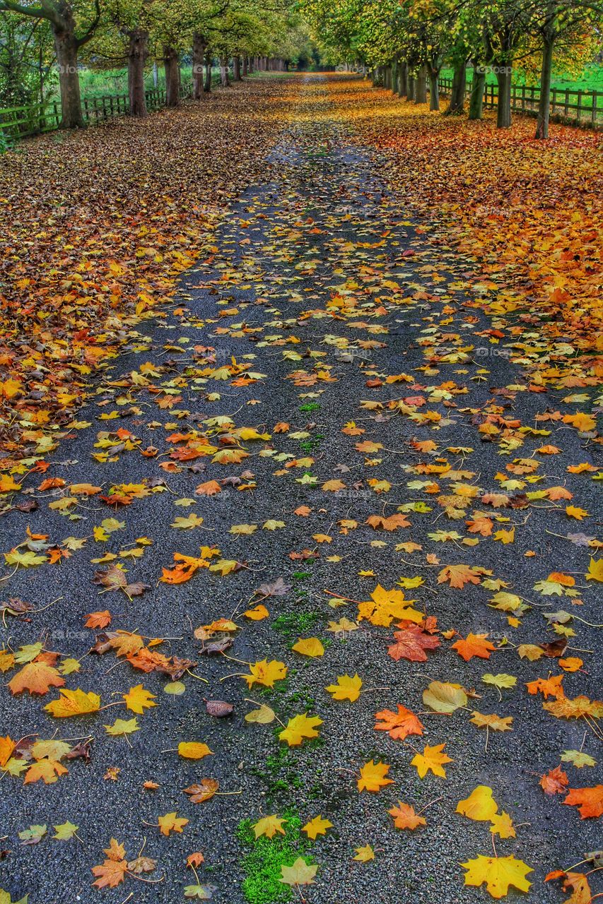 An English country lane in autumn which is covered in fallen leaves.