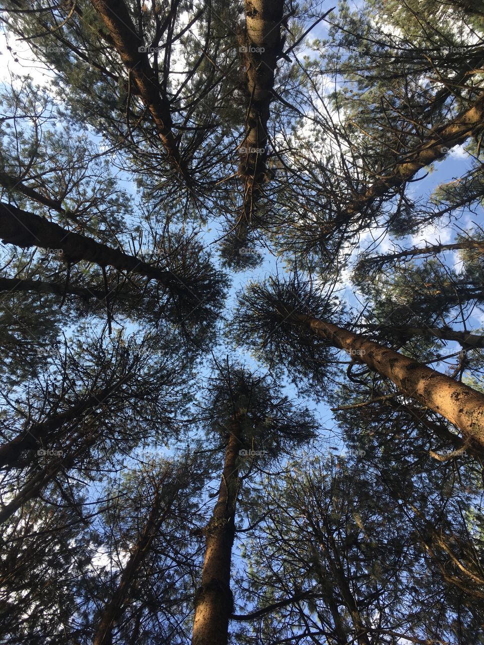 Lines and shapes of the treetops, making a very beautiful leaf mosaic! / Linhas e formas das copas das árvores, fazendo um mosaico de folhas muito bonito!