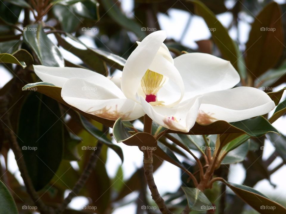 Magnolia