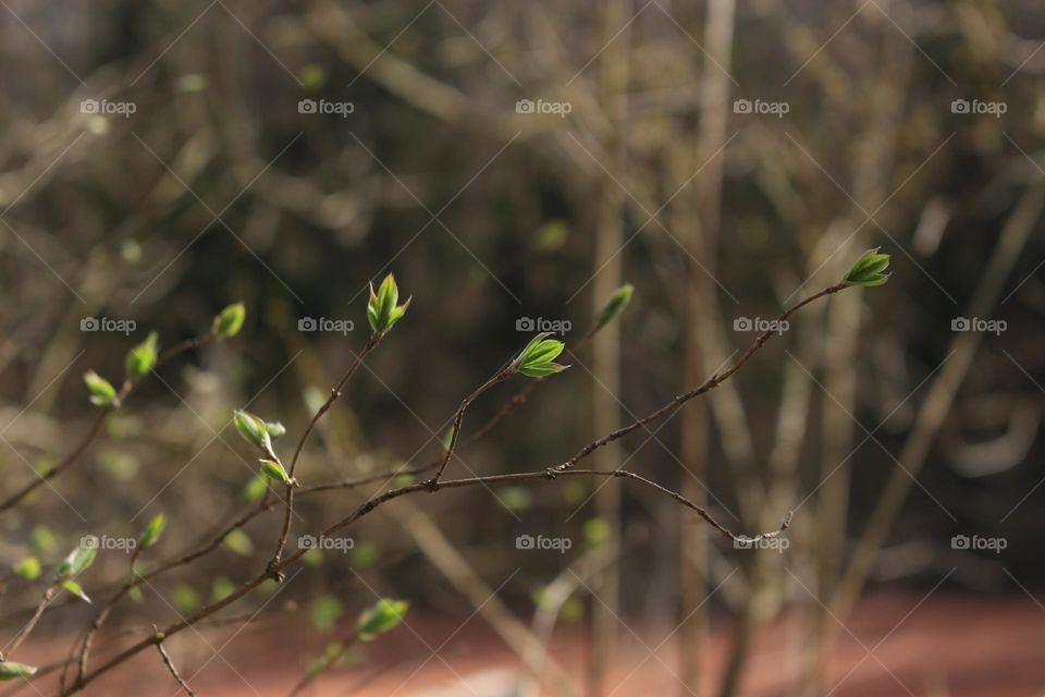 Thin Twigs with Blooming Green Leaves against the Backdrop of the Forest

Enjoy Watching
