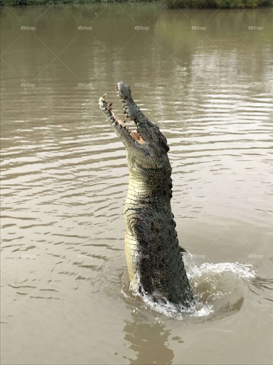 Massive jumping crocodile in Northern Australia