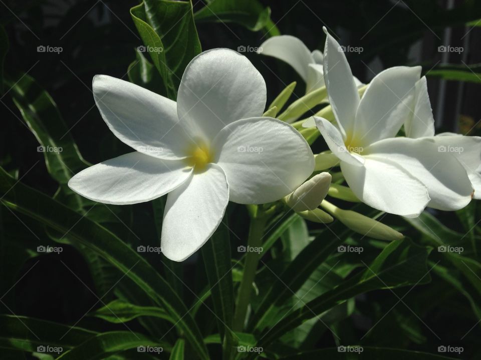Flower plumeria 