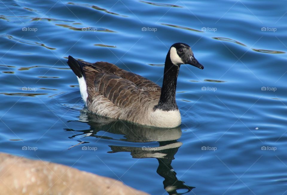 Canadian Goose in the Water