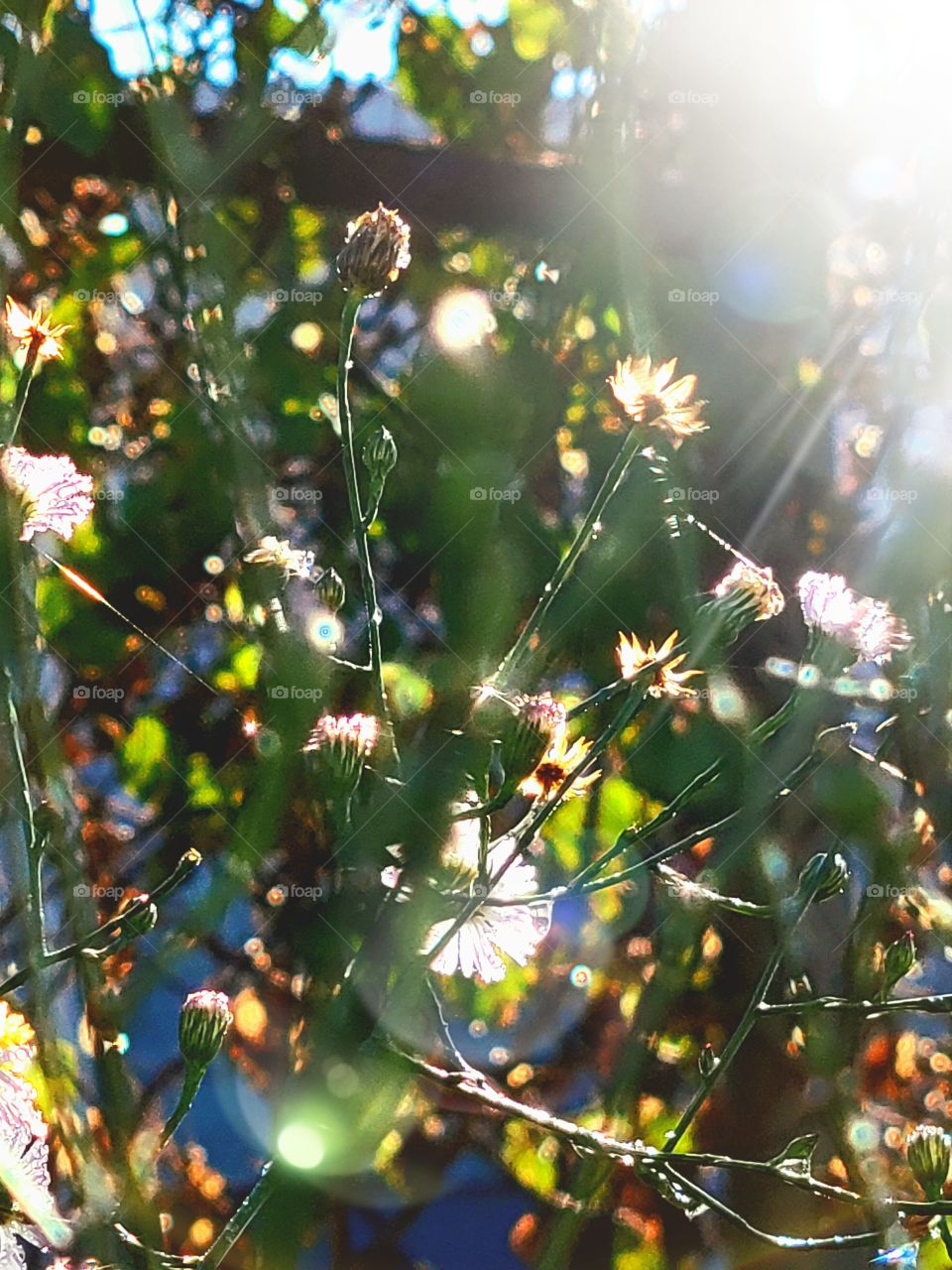 Wildflowers in the morning