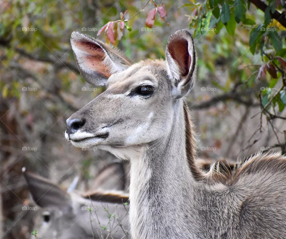 Kudu female antelope walking in the bush and eating grass 