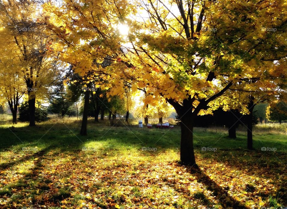 Riverview Gardens Fall Splendor. Yellow Fall Foliage