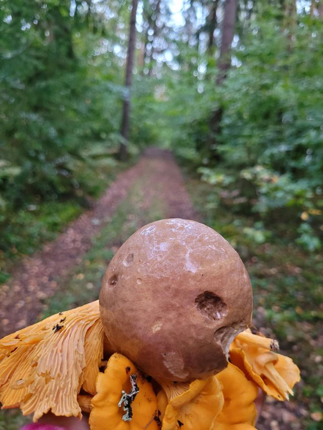 mushroom