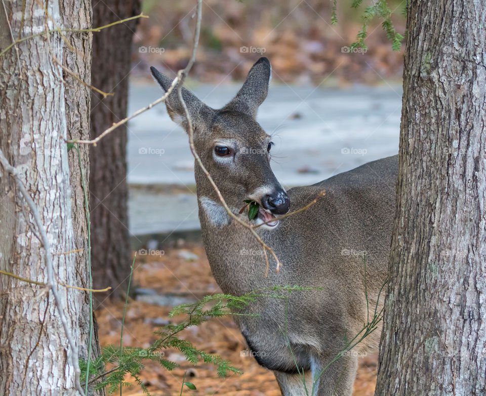 Deer eating a leaf