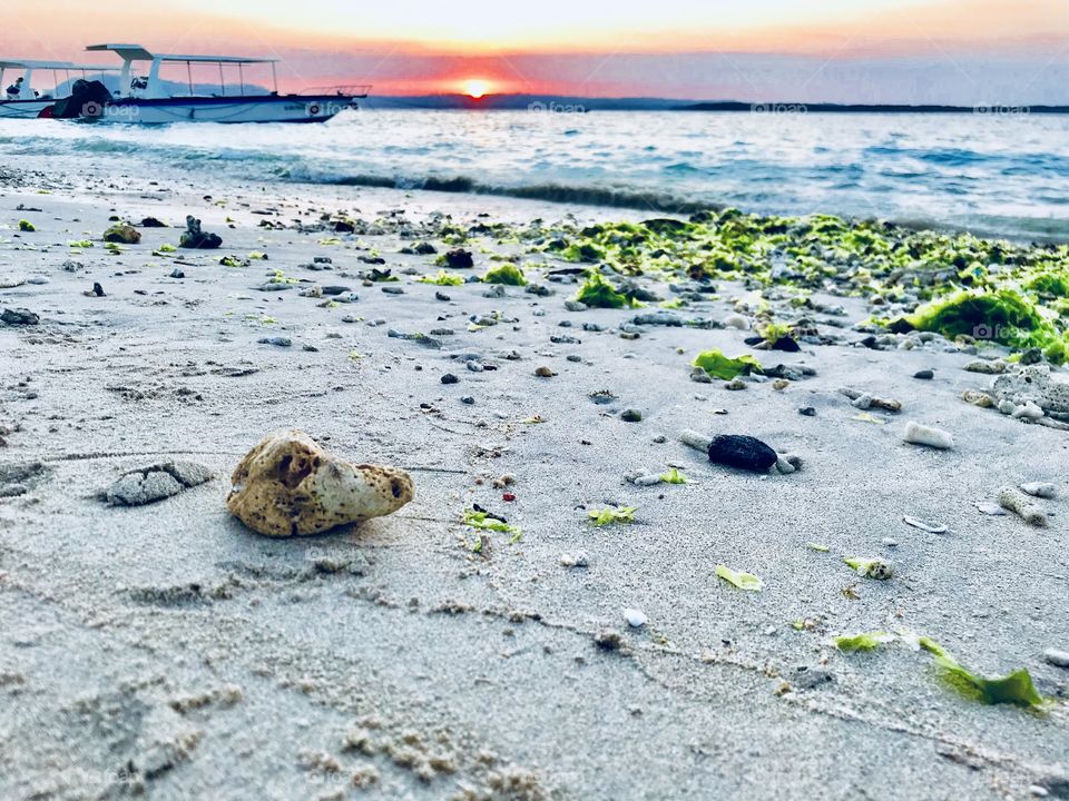 A shell in the beach in sunset 