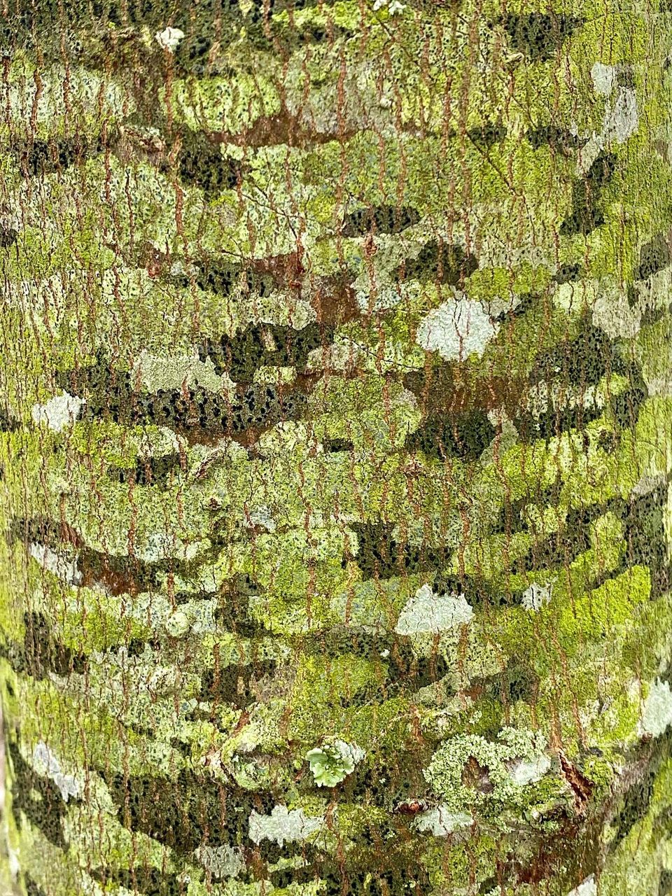 Varying shades of green on a tree trunk due to lichen
