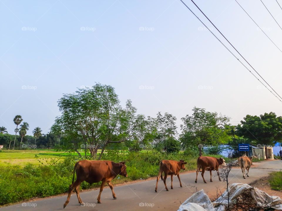 Cows walking on the road one after the other