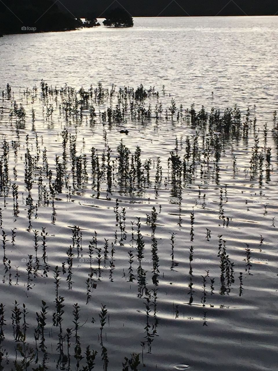 Low tide reflections 