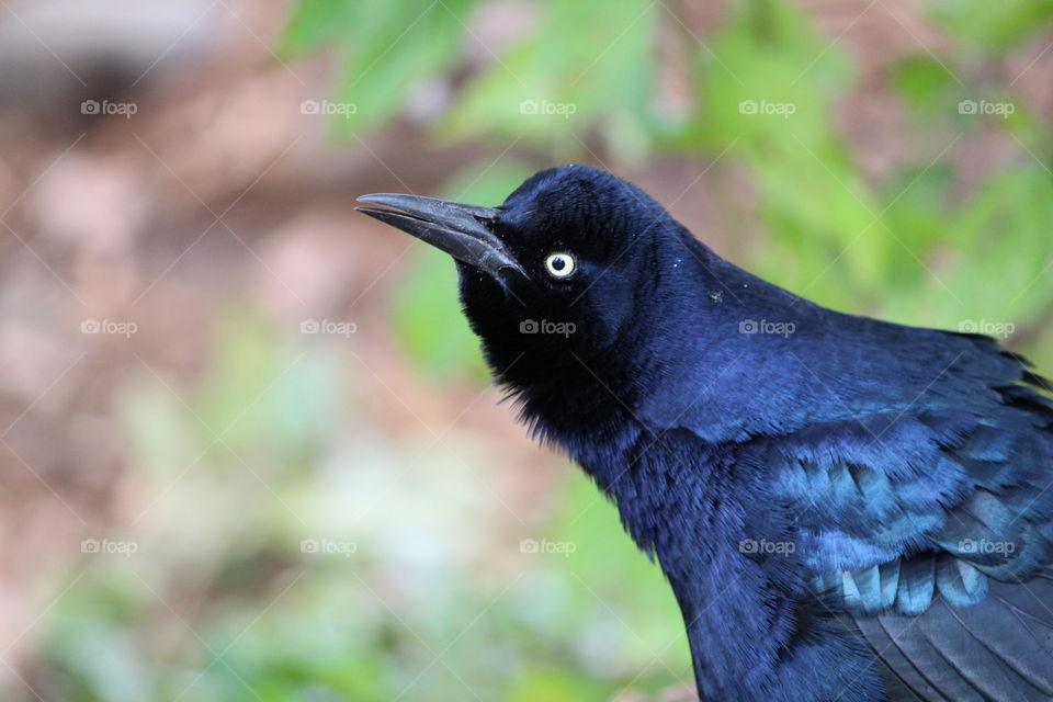Grackle Side View