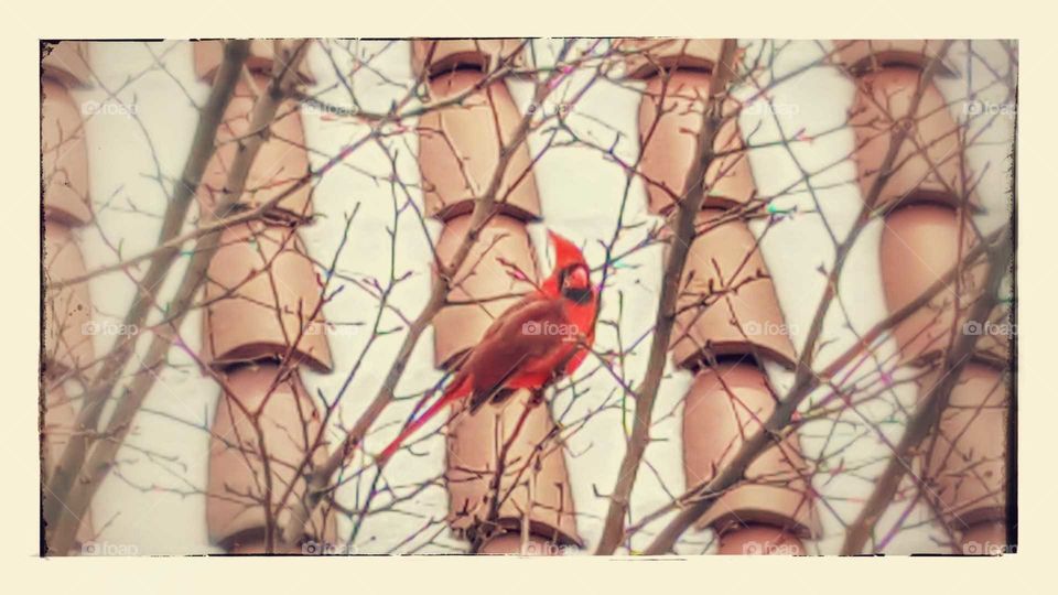 Bird, Desktop, Color, Tree, Nature