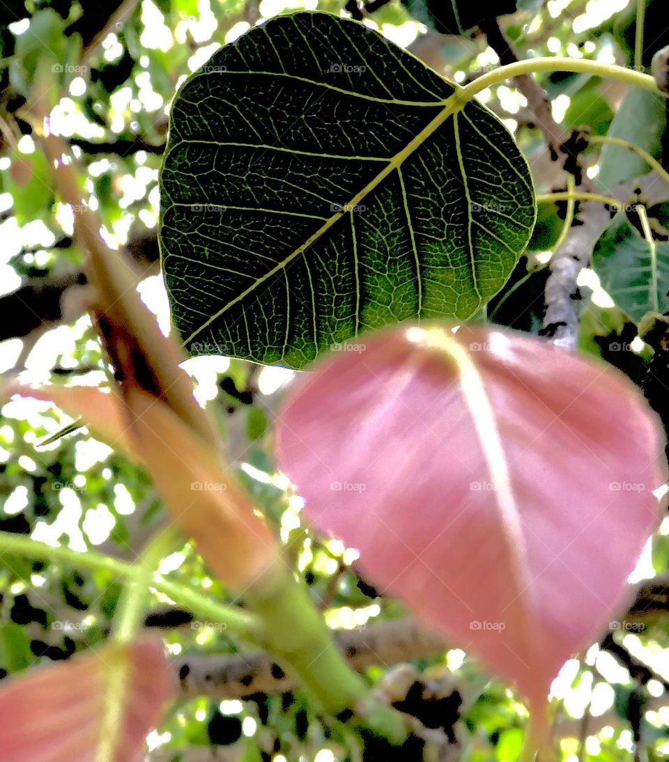 Upload the photo of the month July