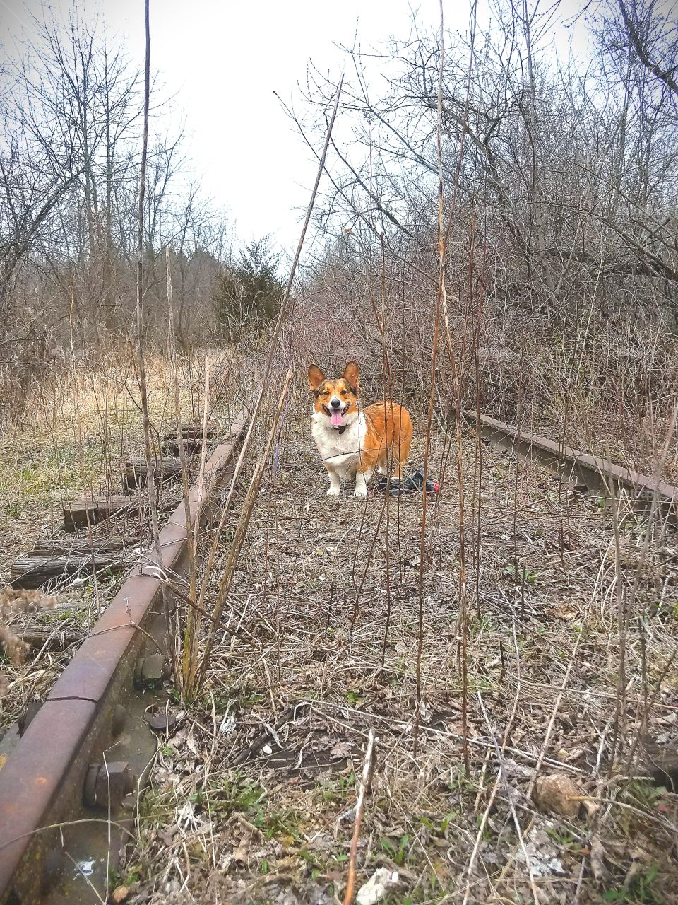 railroad corgi