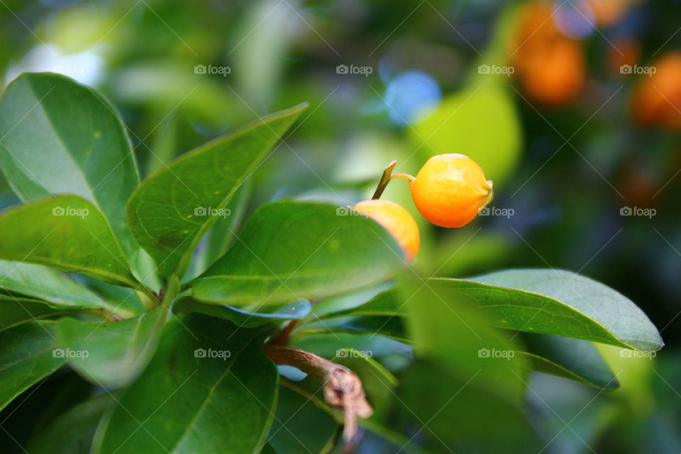Growing oranges
