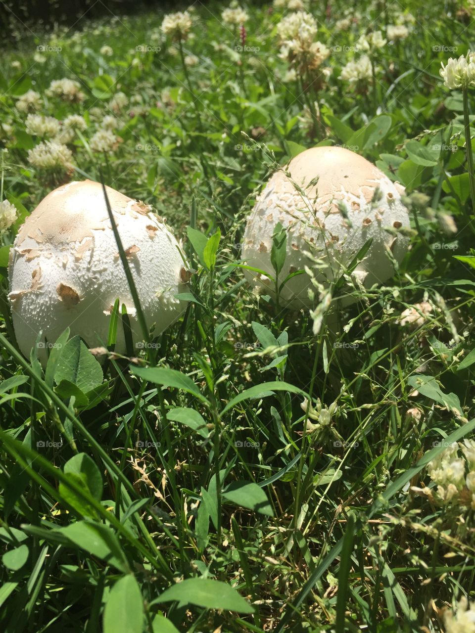 Yard white yard mushroom fungus