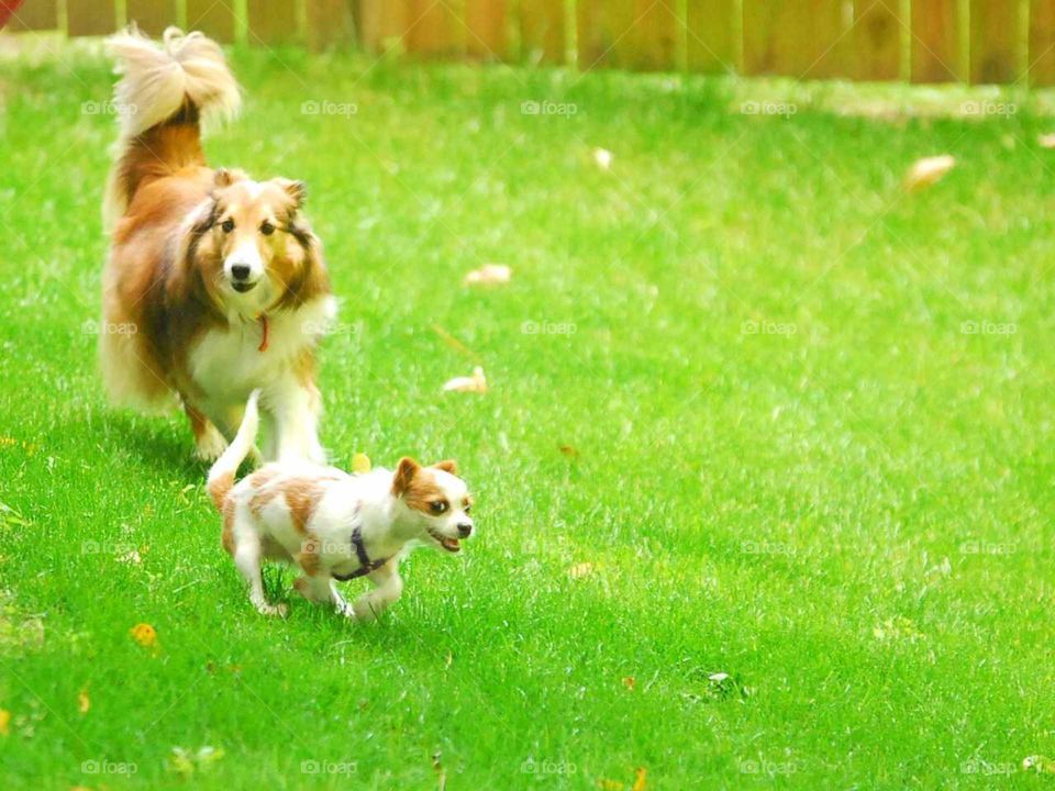 dog pals enjoying the outdoors