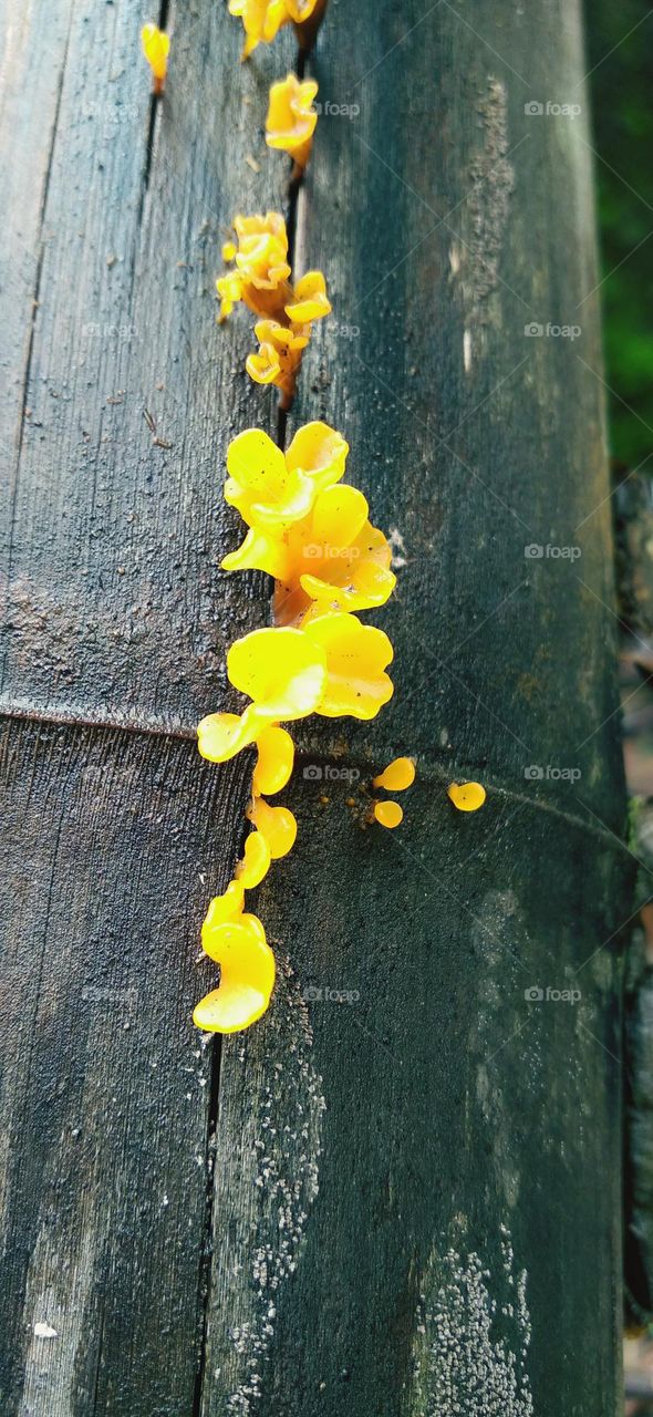 Yellow mushroom growing on the trunk of a bamboo tree