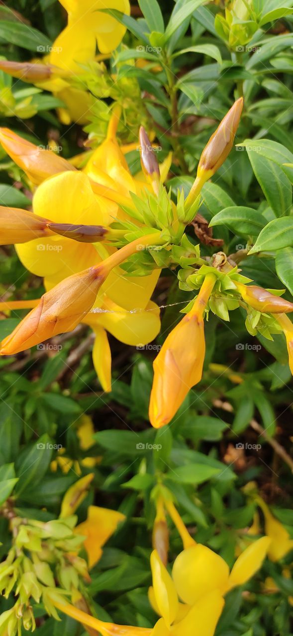 Flower buds