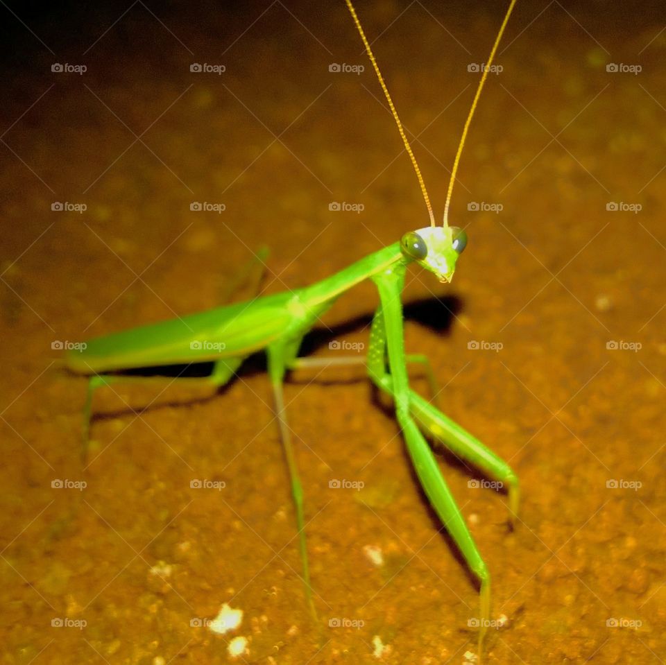 praying mantis the insect closer shot