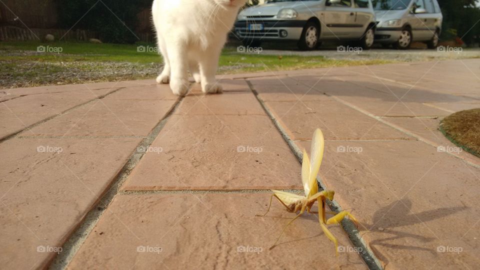 The cat and the mantis