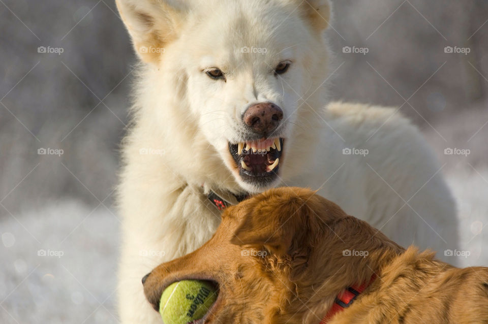 Golden retriever and German Shepherd wolf fighting over a tennis ball
