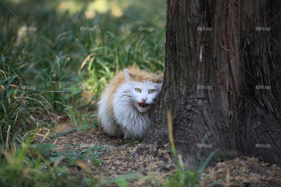 Cat snarling near the tree trunk