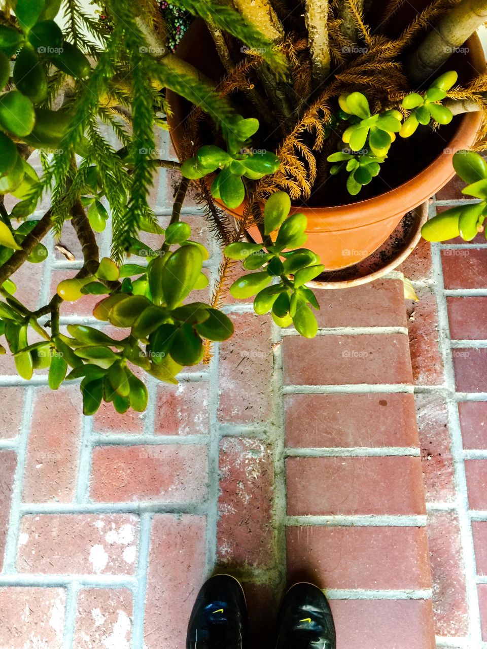 Corner of my porch 