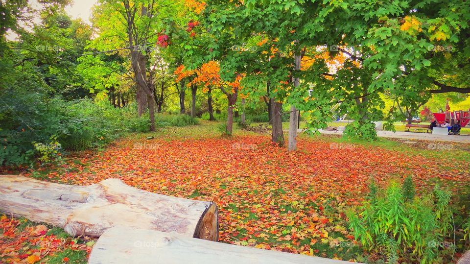 Fall in Toronto Island