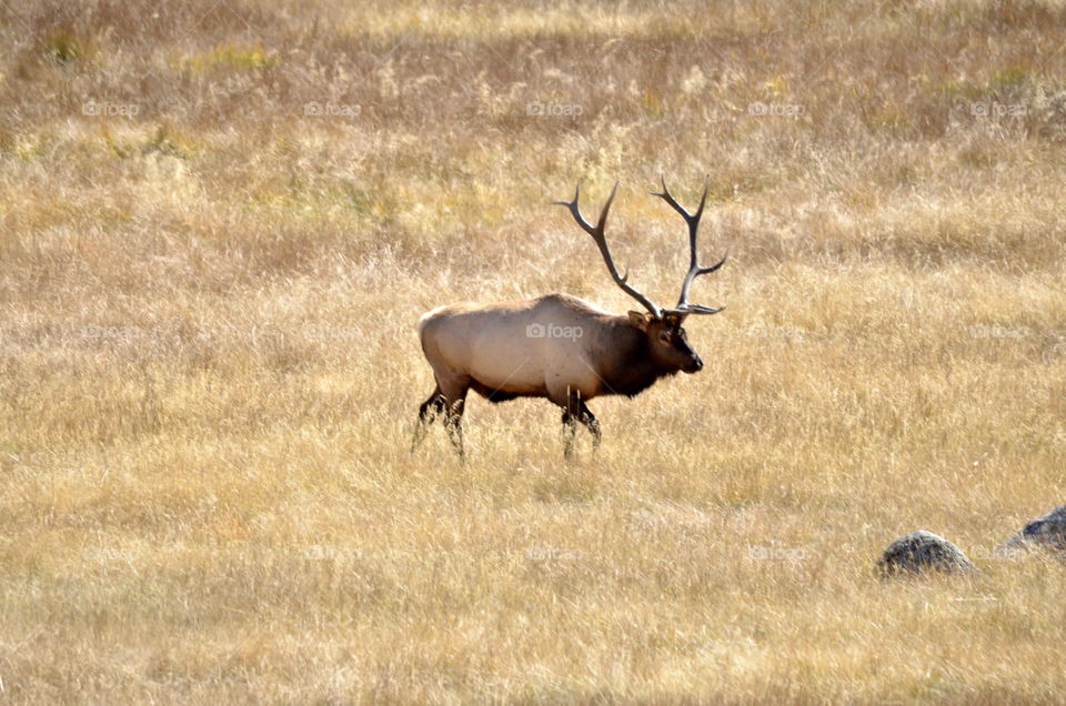 Rocky Mountain National Park Elk