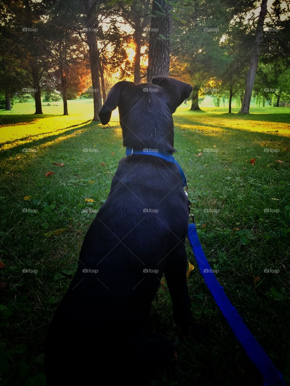 Beautiful park with a black dog watching the sunrise over lush green grass and tall trees in Washington DC 
