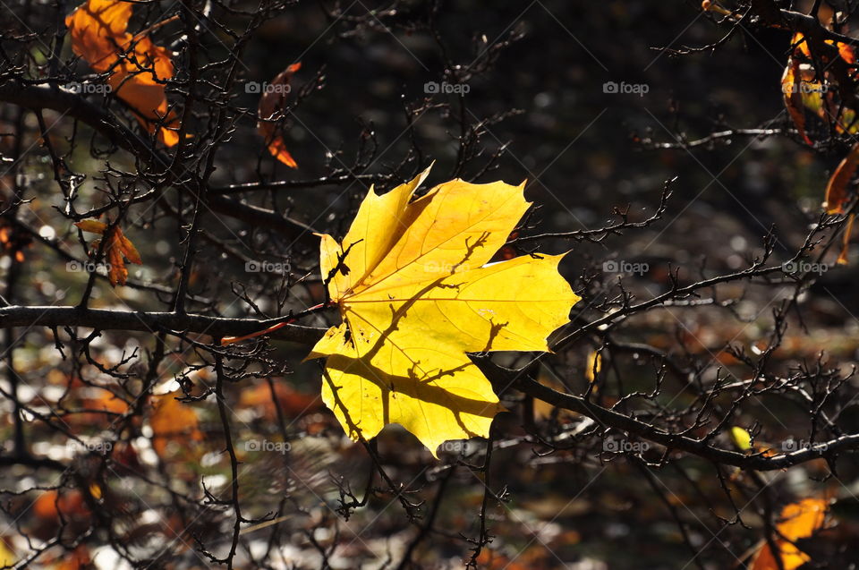 yellow leaf