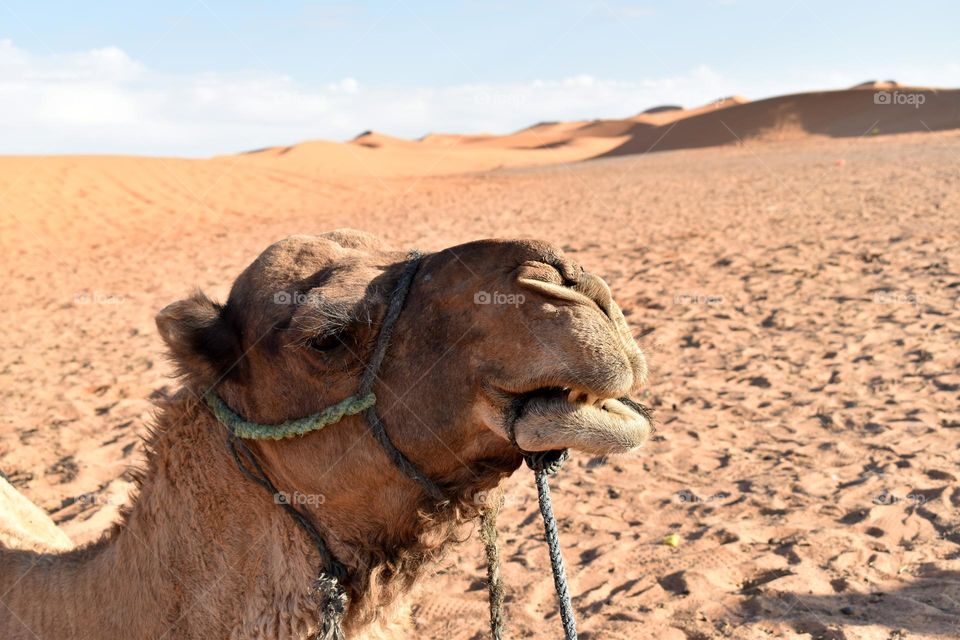 Camel in the sahara