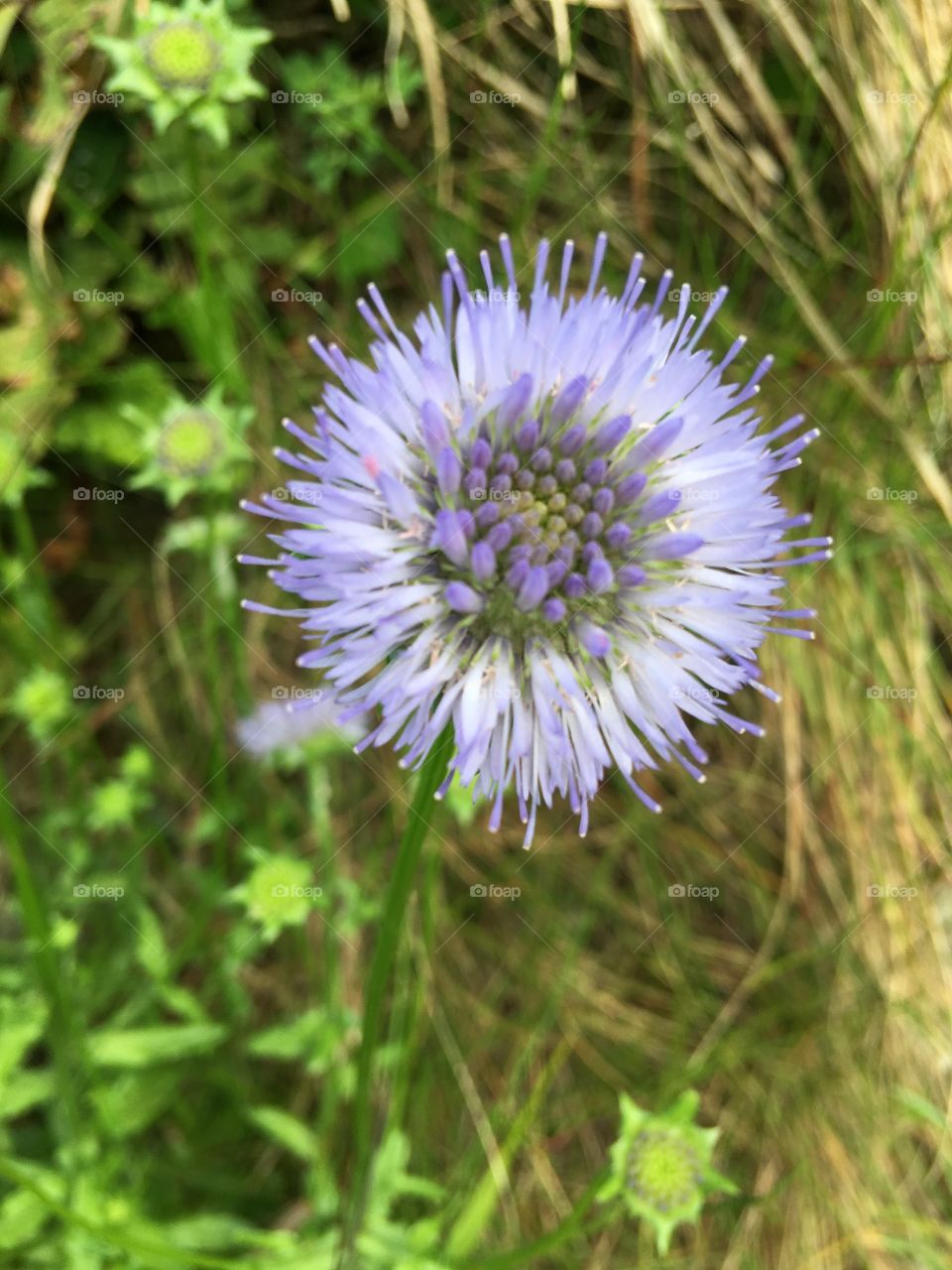 Close up of a wild flower, blue and green. Growing on the coastal path of North Devon 