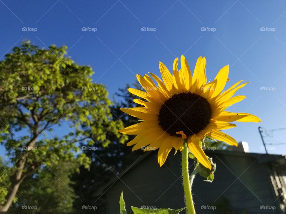 sunflower3