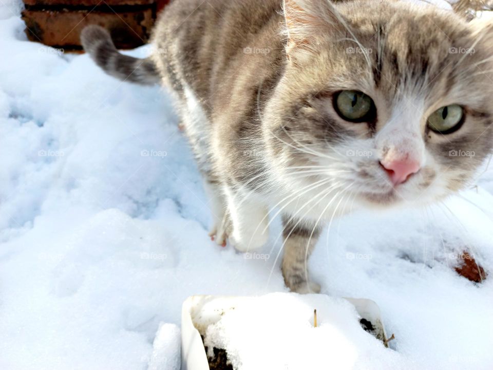 serious and impudent yard gray cat, an excellent and dexterous hunter.