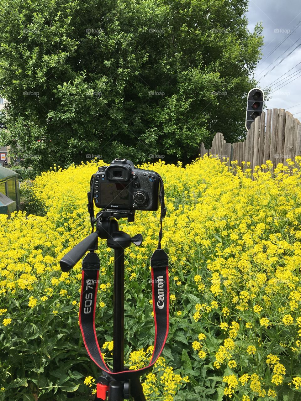 Shooting with the photo camera of rapeseed flower