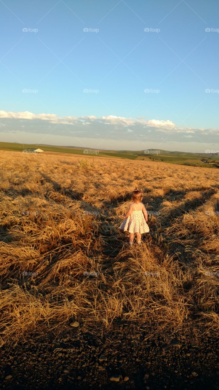 Rainee in the wheat fields