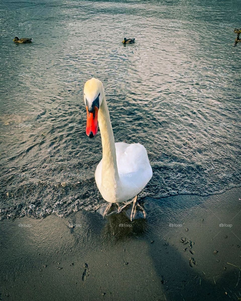 A beautiful swan in riverside, amazing view