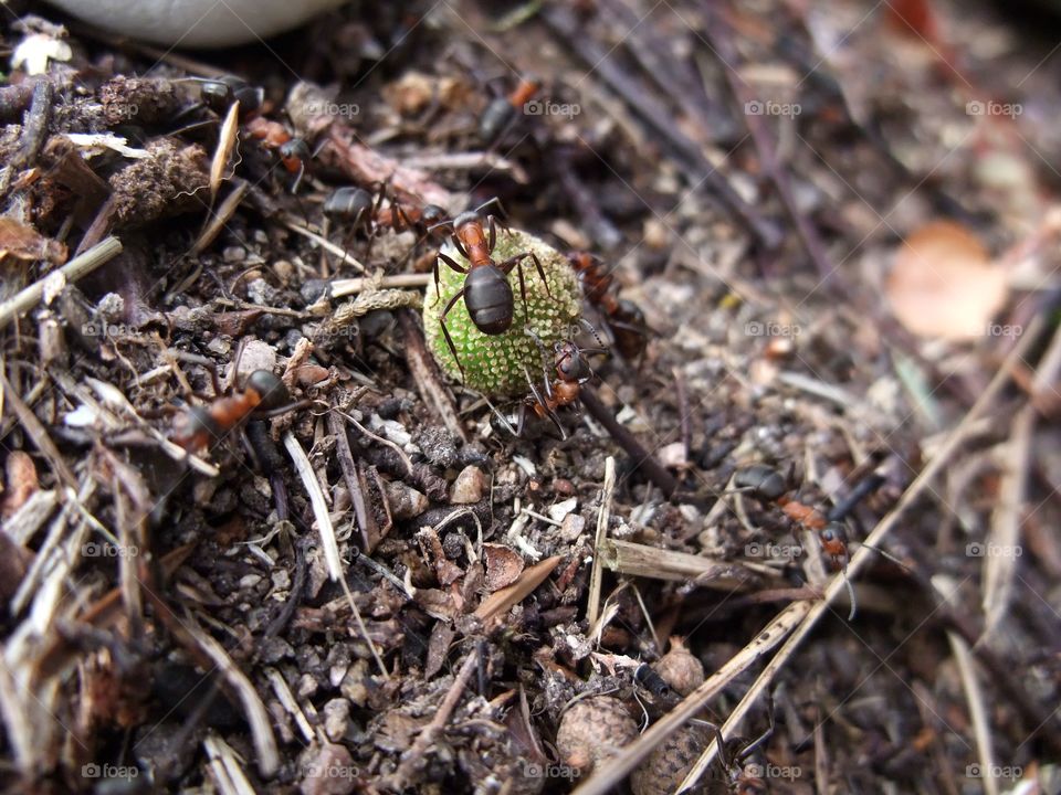 There is an ant hill close to my house. The weather has been nice so the ants have been very busy and active. I noticed that many ants makes an interesting sound.