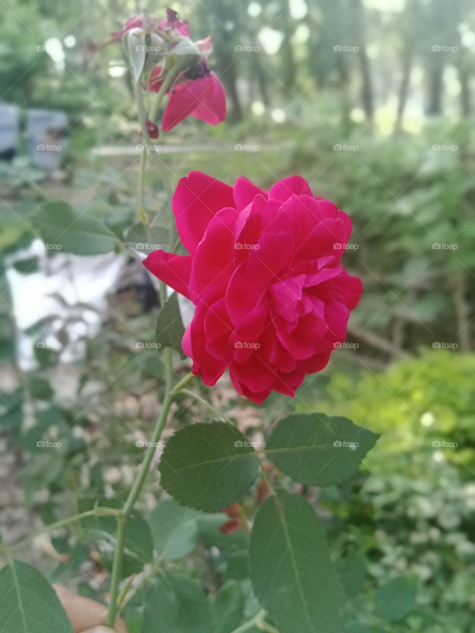 Beautiful Rose