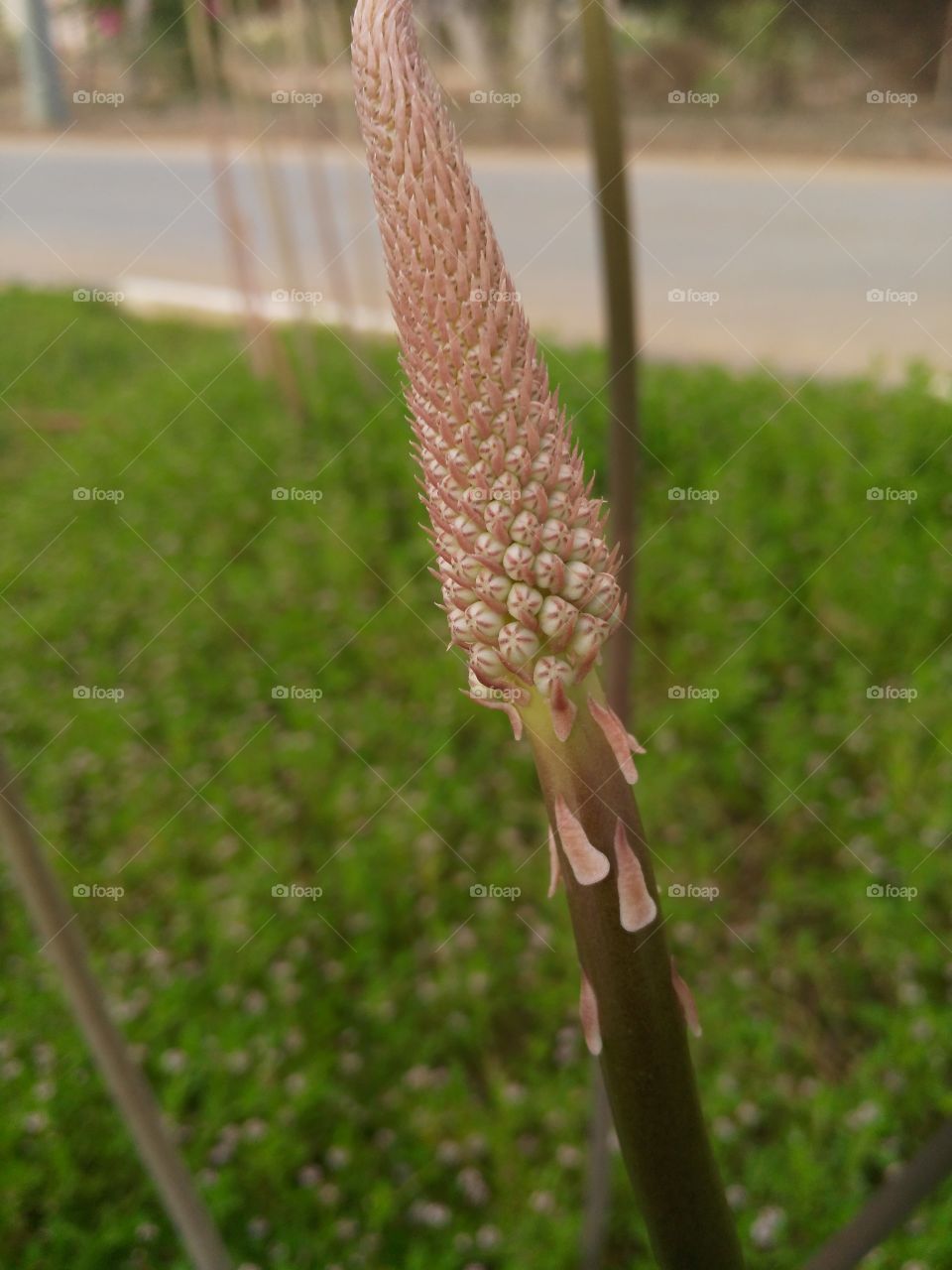 close-up on blooming flower  by sisai david