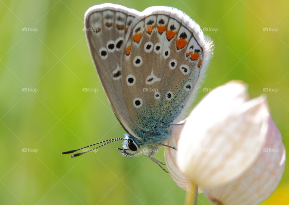 Butterfly On Flower
