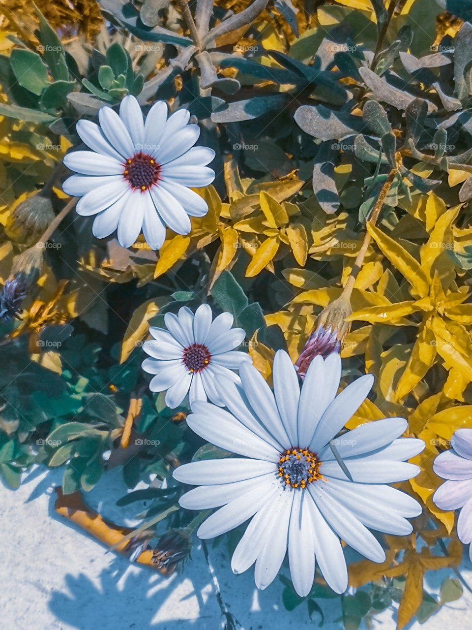 Flowers like painting.