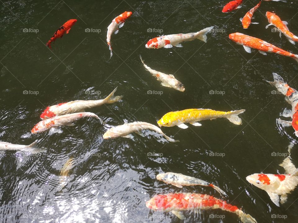 Fancy​ carp​ koi fish​