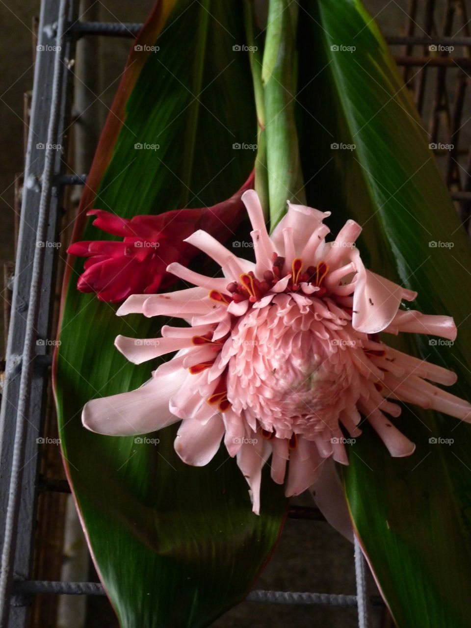 Costa Rican flower