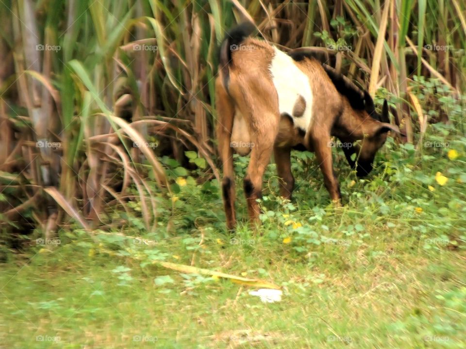 Ram Feeding at Cane Field