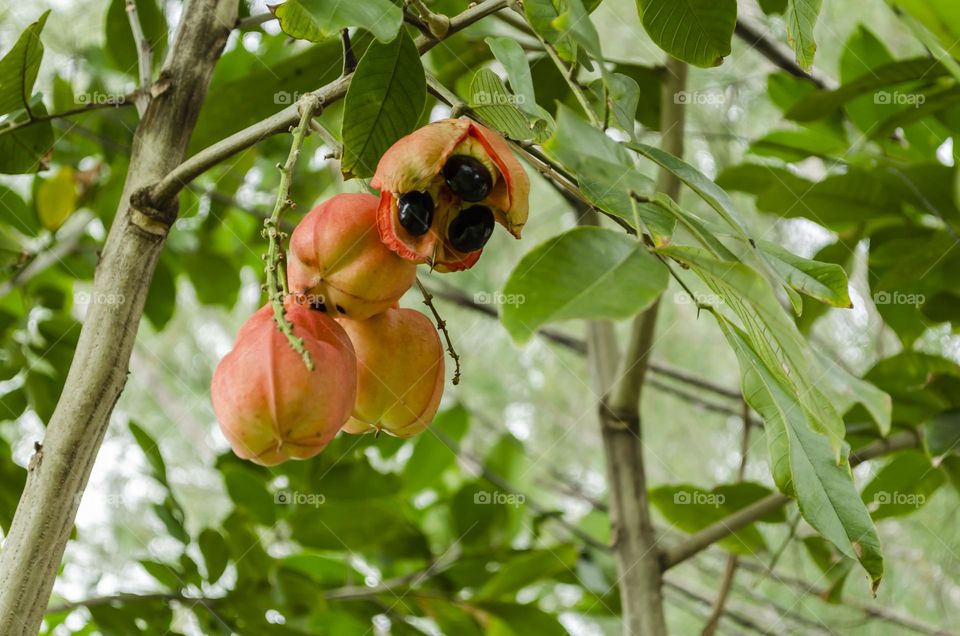 Ackee On Tree